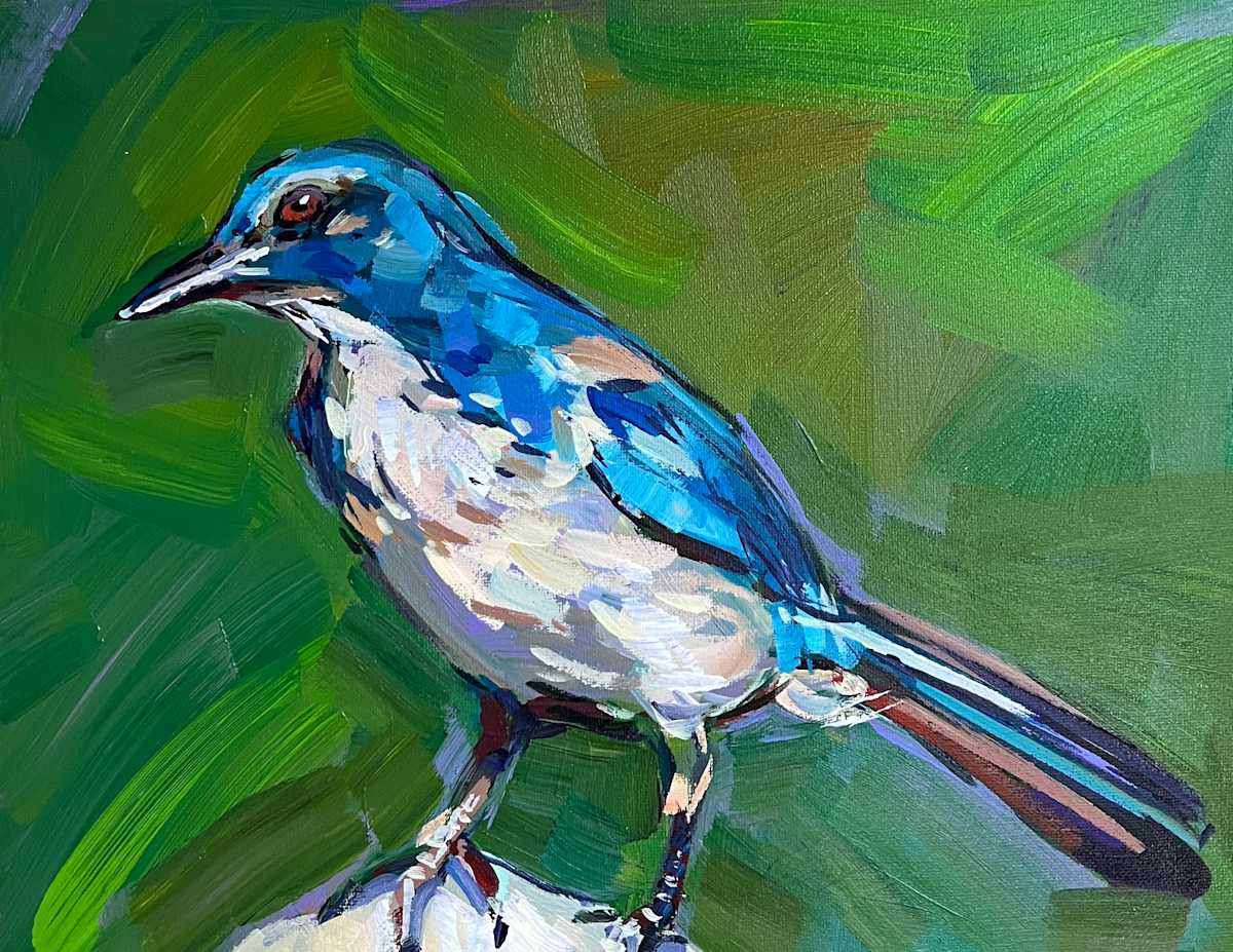 Scrub Jay by Laura Green 