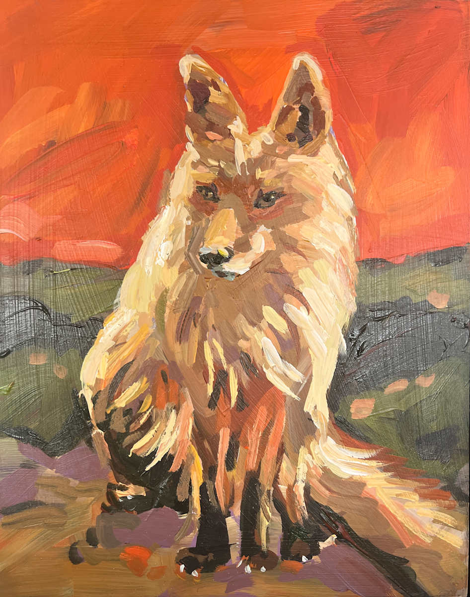 Fox at Sunset by Laura Green 