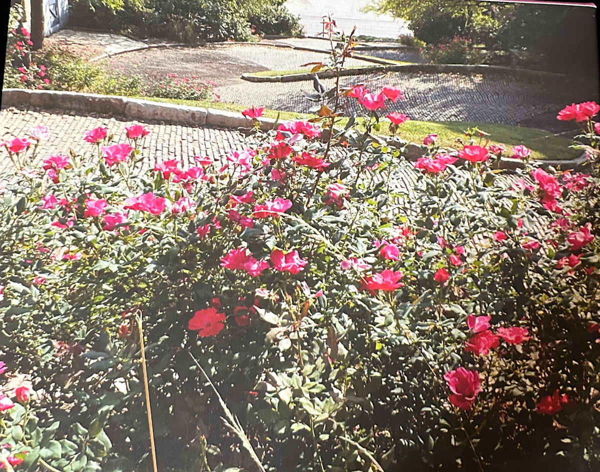 Unbelievably Crooked by Loretta Verret 