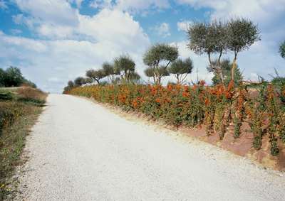 #42, Toscany, October 19 by Eric Klemm, Image 1.