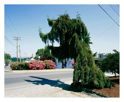 Forever Green 3 by Eric Klemm, Image 1.