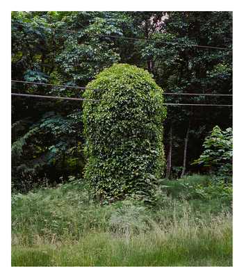 Forever Green 4 by Eric Klemm, Image 1.