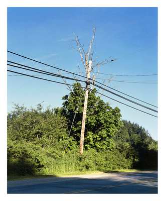 Forever Green 7 by Eric Klemm, Image 1.