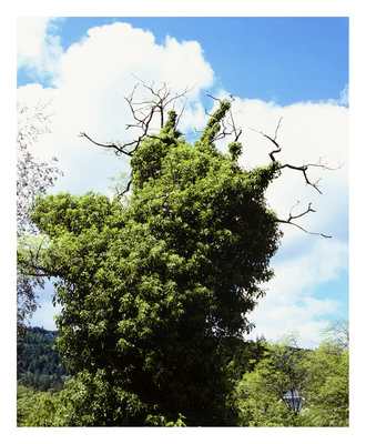 Forever Green 30 by Eric Klemm, Image 1.