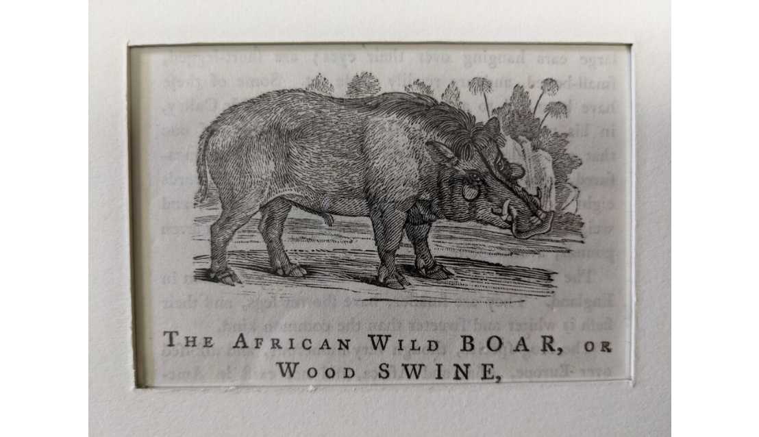 Wild Boar by Thomas Bewick, Image 1.