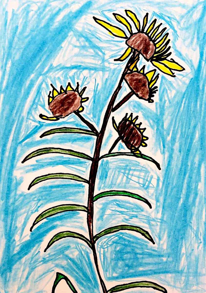 Wilted Sunflower Sketch by Mike 