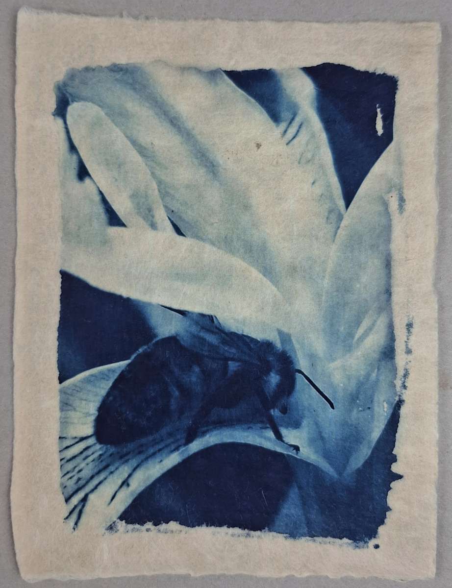 Limniris pseudacorus by Annalisa Mercuri, Image 2.