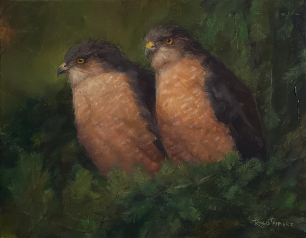 Shark-shinned Hawks 