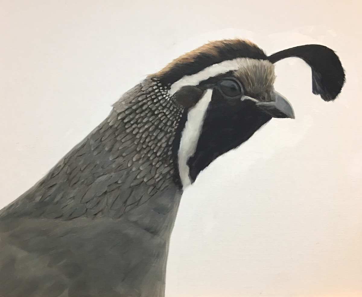 Quail by Rose Tanner, Image 1.