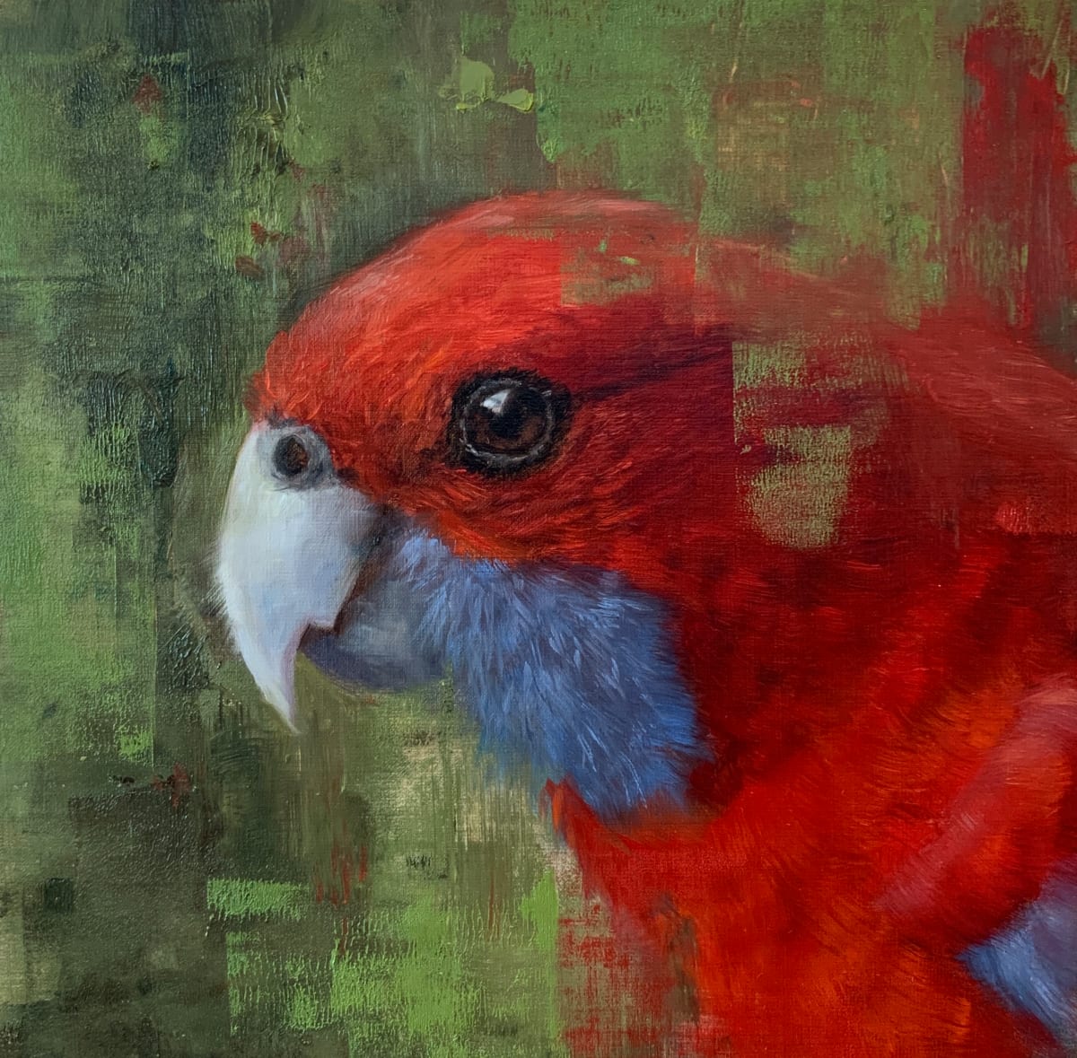 Crimson Rosella, Image 1.