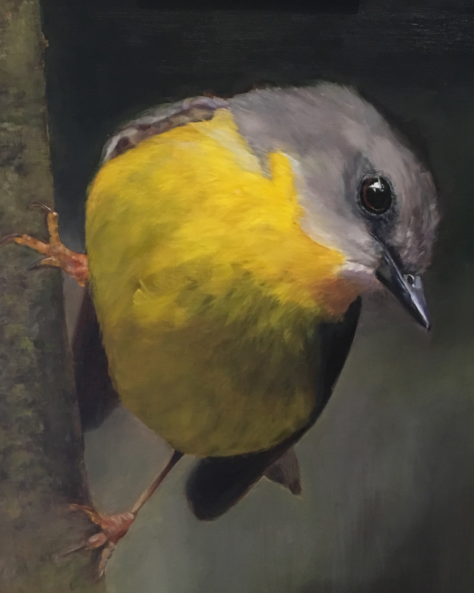Eastern Yellow Robin by Rose Tanner 