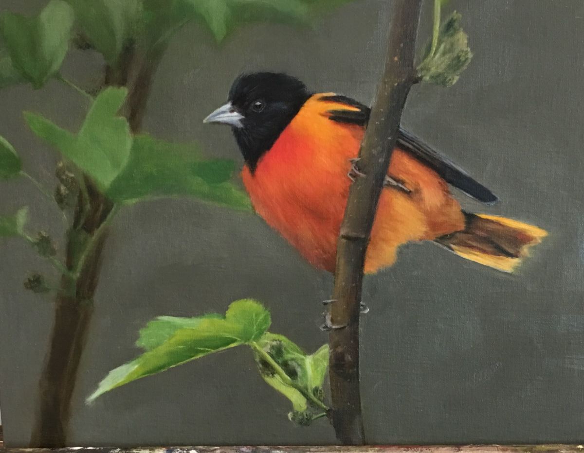 Baltimore Oriole by Rose Tanner 