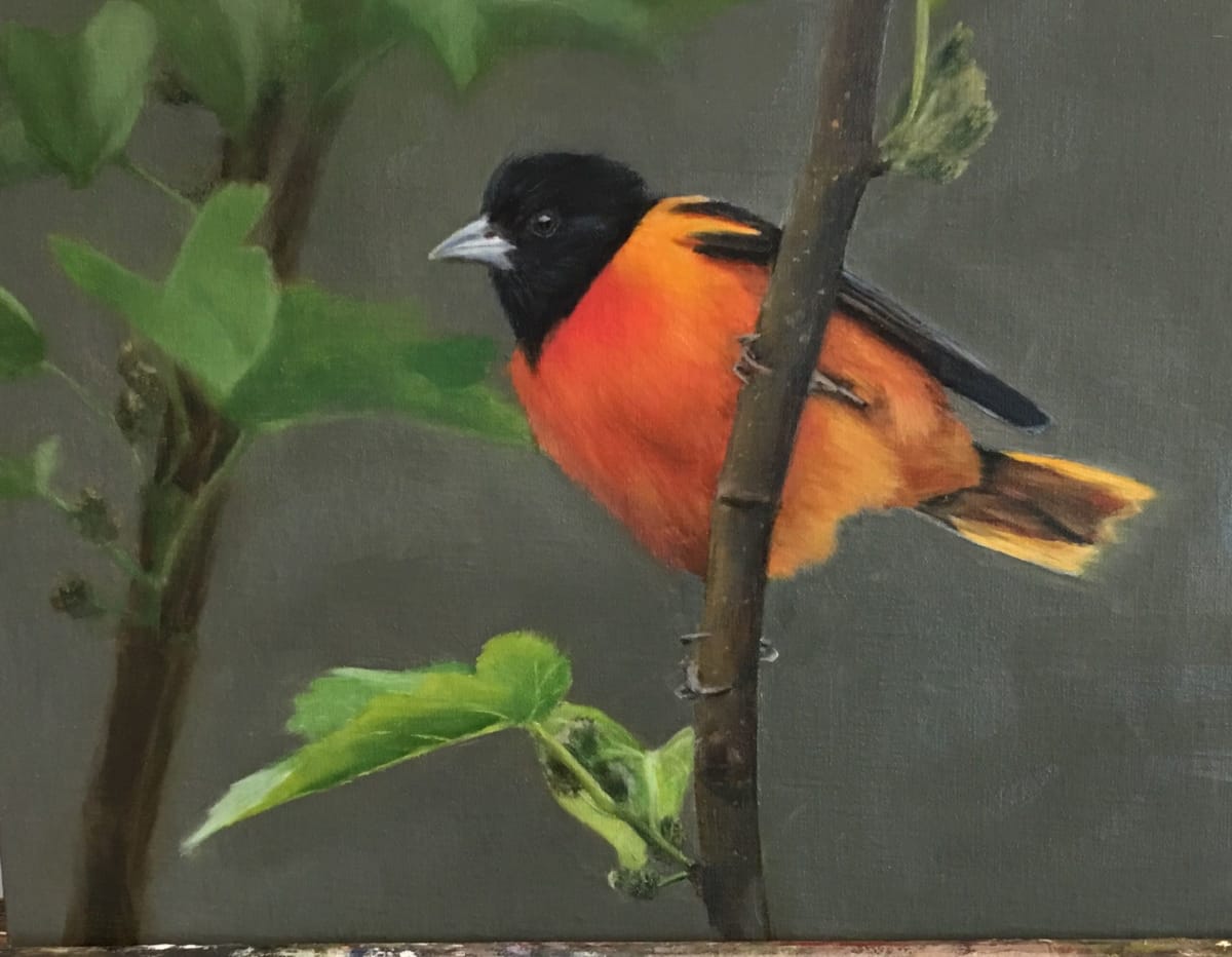 Baltimore Oriole by Rose Tanner, Image 1.