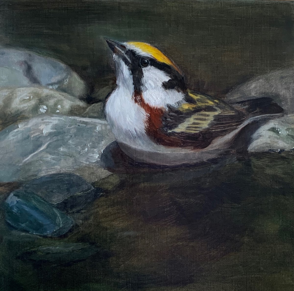 Chestnut-sided Warbler by Rose Tanner, Image 1.
