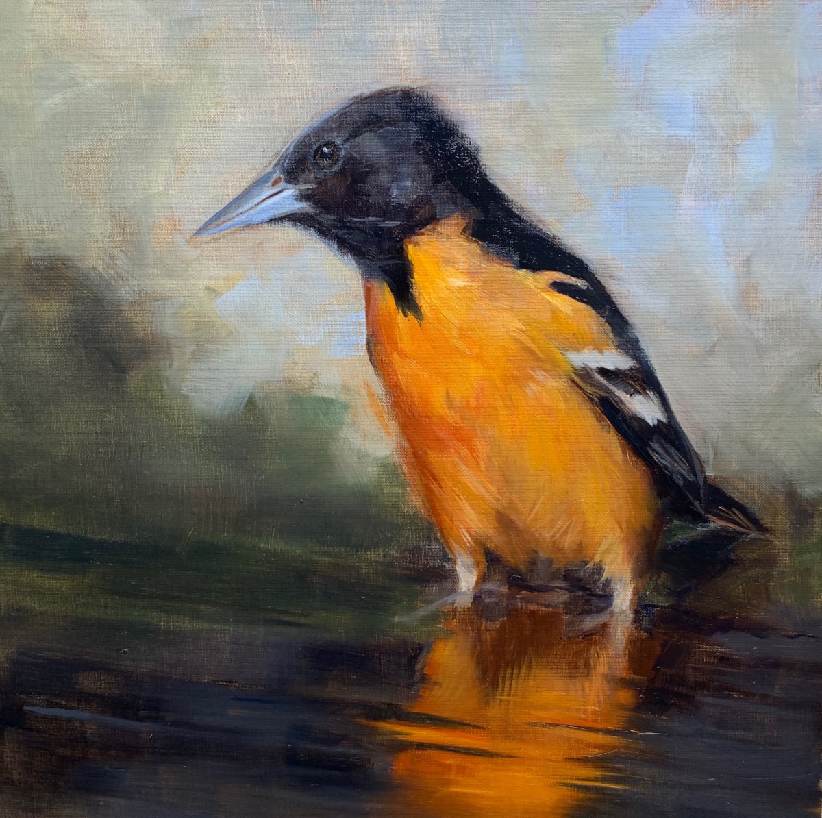 Baltimore Oriole in Sunset by Rose Tanner 