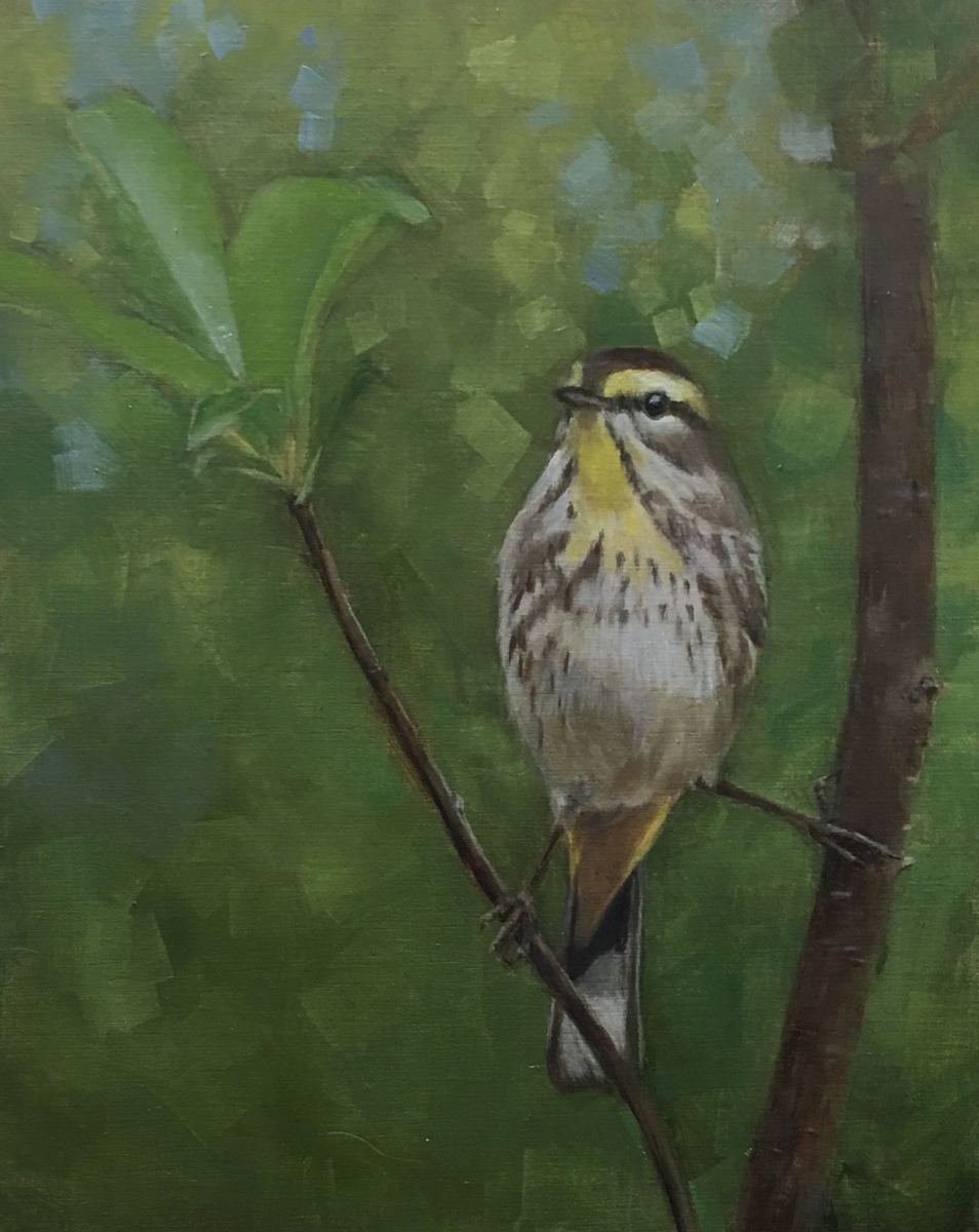 Palm Warbler by Rose Tanner 