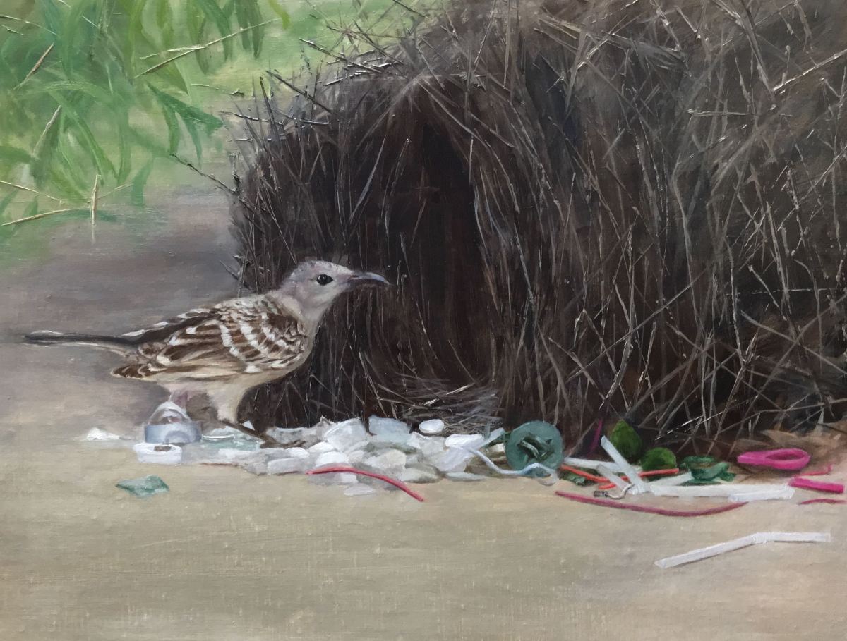 Great Bowerbird by Rose Tanner 