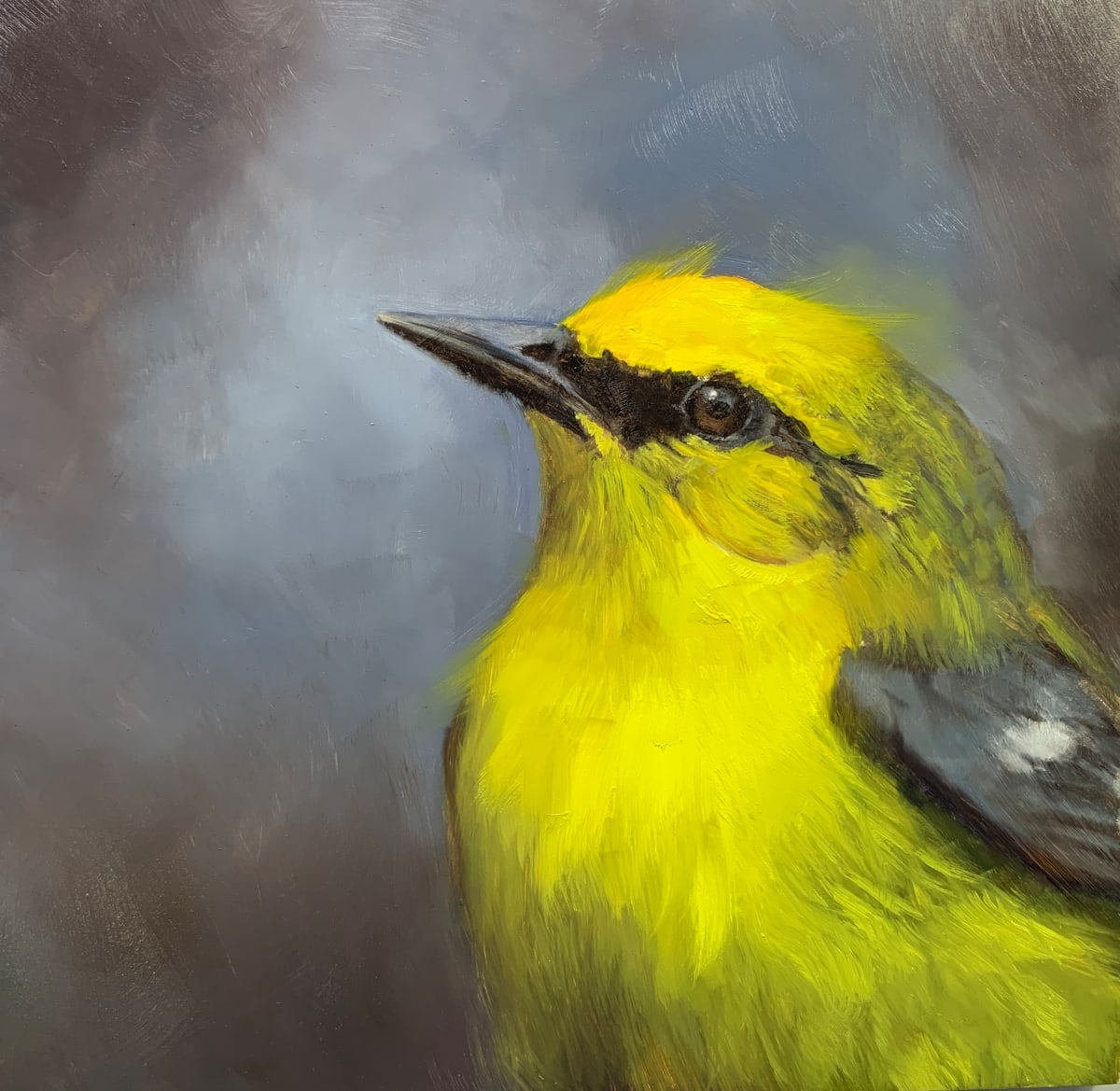 Blue-Winged Warbler, Image 1.