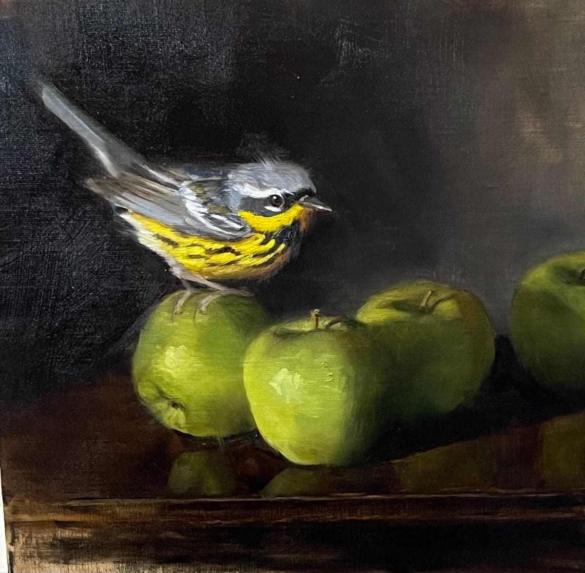 Magnolia Warbler 