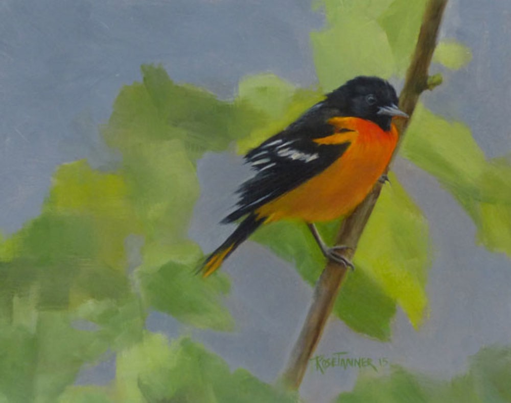 Baltimore Oriole 1 by Rose Tanner 