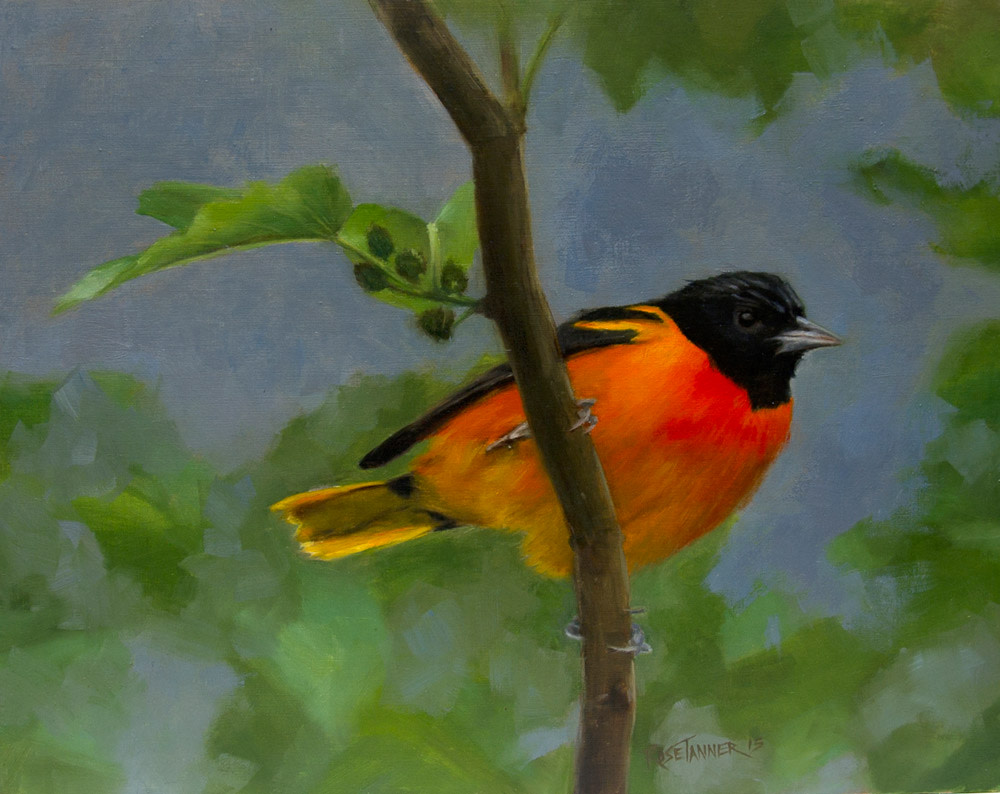 Baltimore Oriole 2 by Rose Tanner 