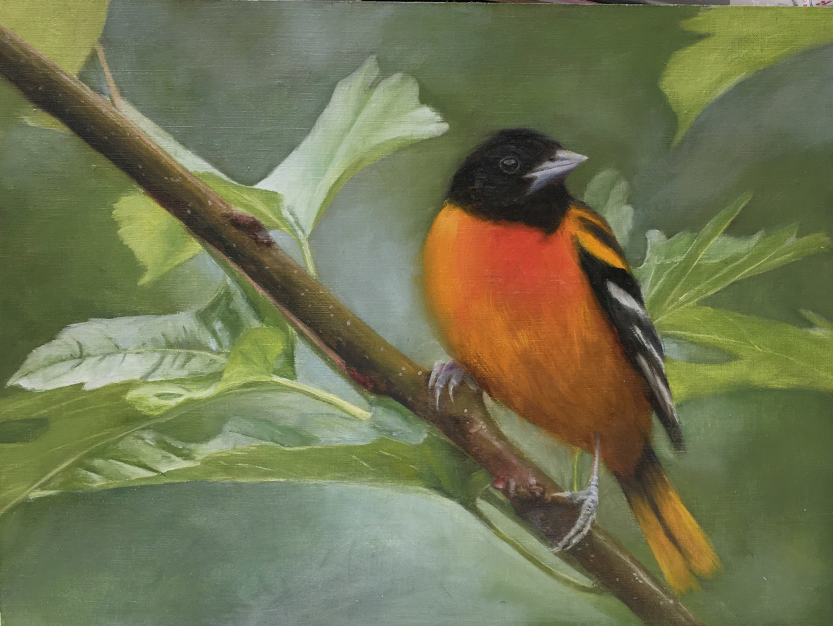 Baltimore Oriole by Rose Tanner 