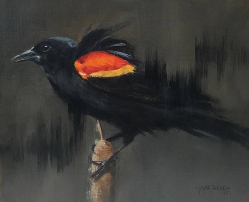 Redwing Blackbird with Sonogram by Rose Tanner, Image 1.