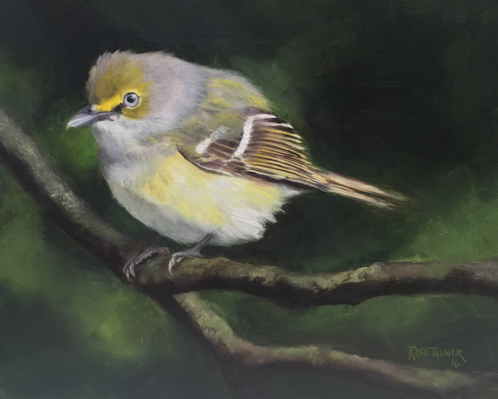 White Eye Vireo by Rose Tanner 