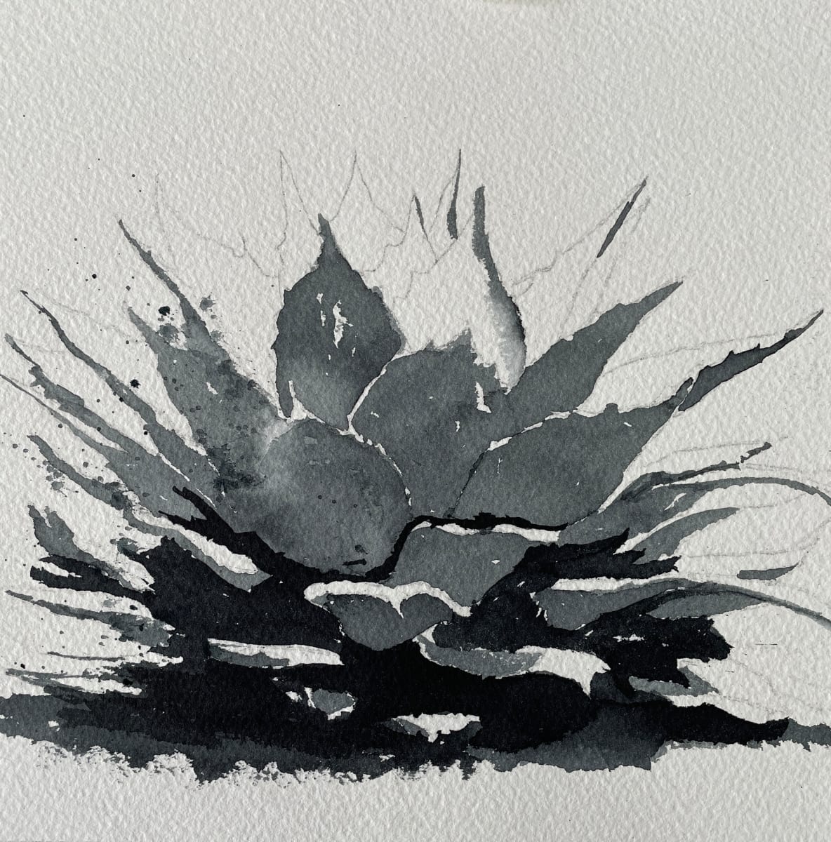 Agave VI  Image: Original Watercolor painted with Payne's Grey