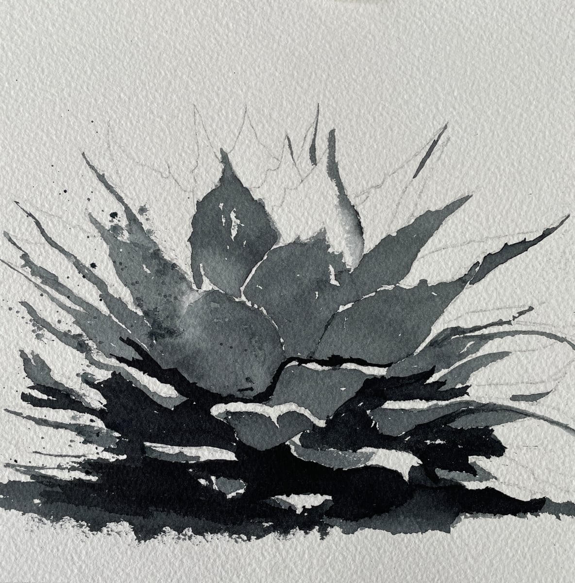 Agave VI by Margie Hildreth  Image: Original Watercolor painted with Payne's Grey