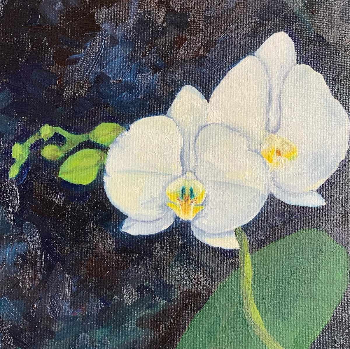 White Orchid Study by Kelly Wein 