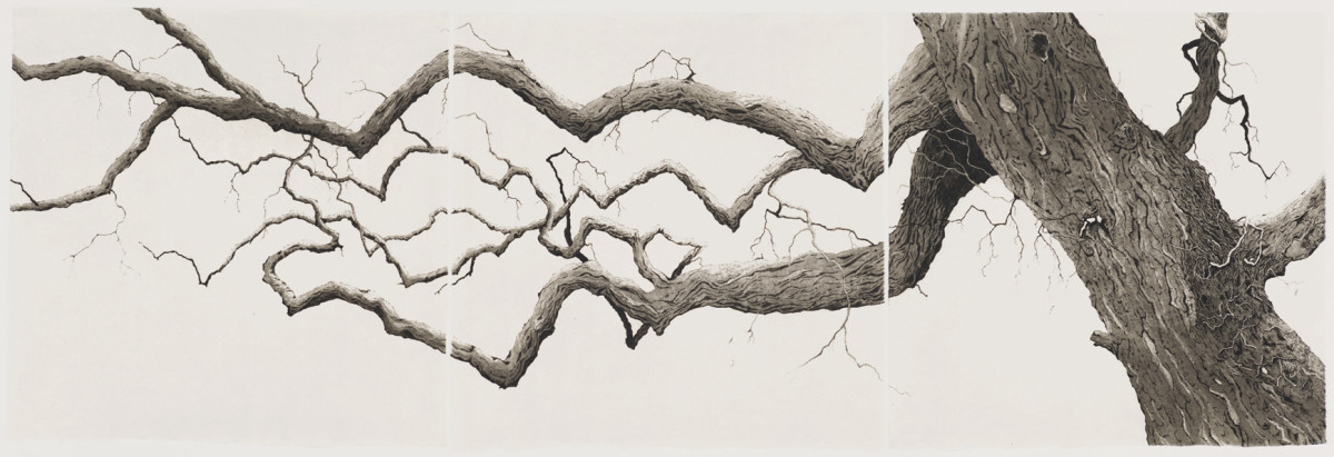 the wych elm (without Bella) by stephanie Jane Rampton 