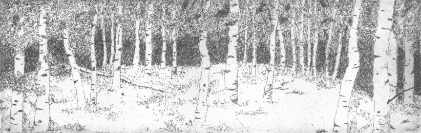 aspens by stephanie Jane Rampton 