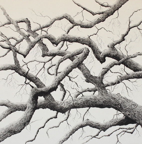 boughs of oak by stephanie Jane Rampton 