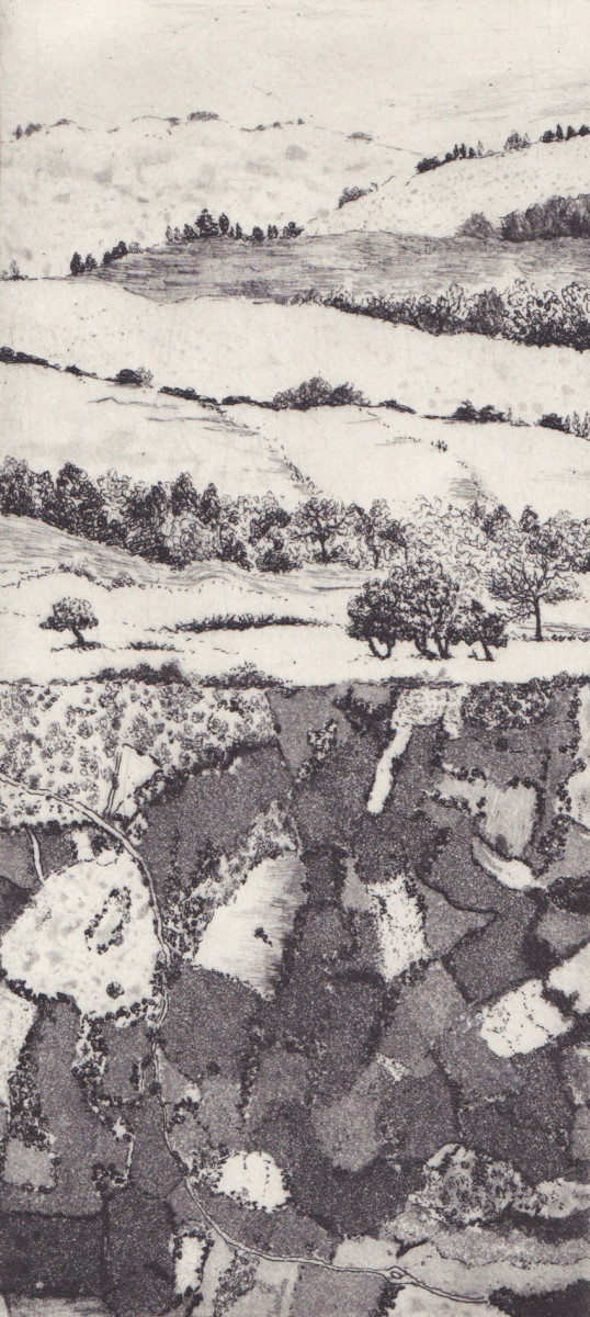 broomground coppice by stephanie Jane Rampton 