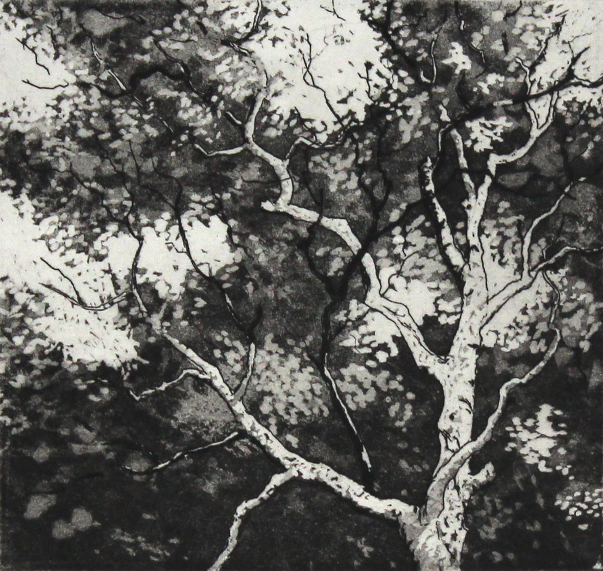 canopy by stephanie Jane Rampton 