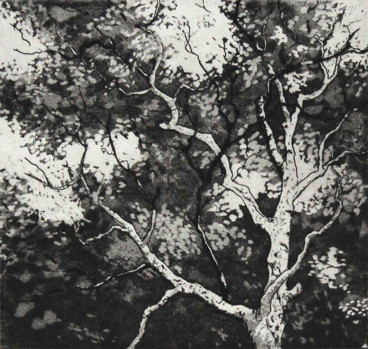 canopy by stephanie Jane Rampton, Image 1.