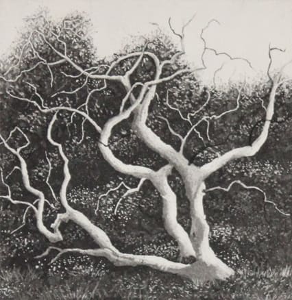 coastal tree by stephanie Jane Rampton, Image 1.
