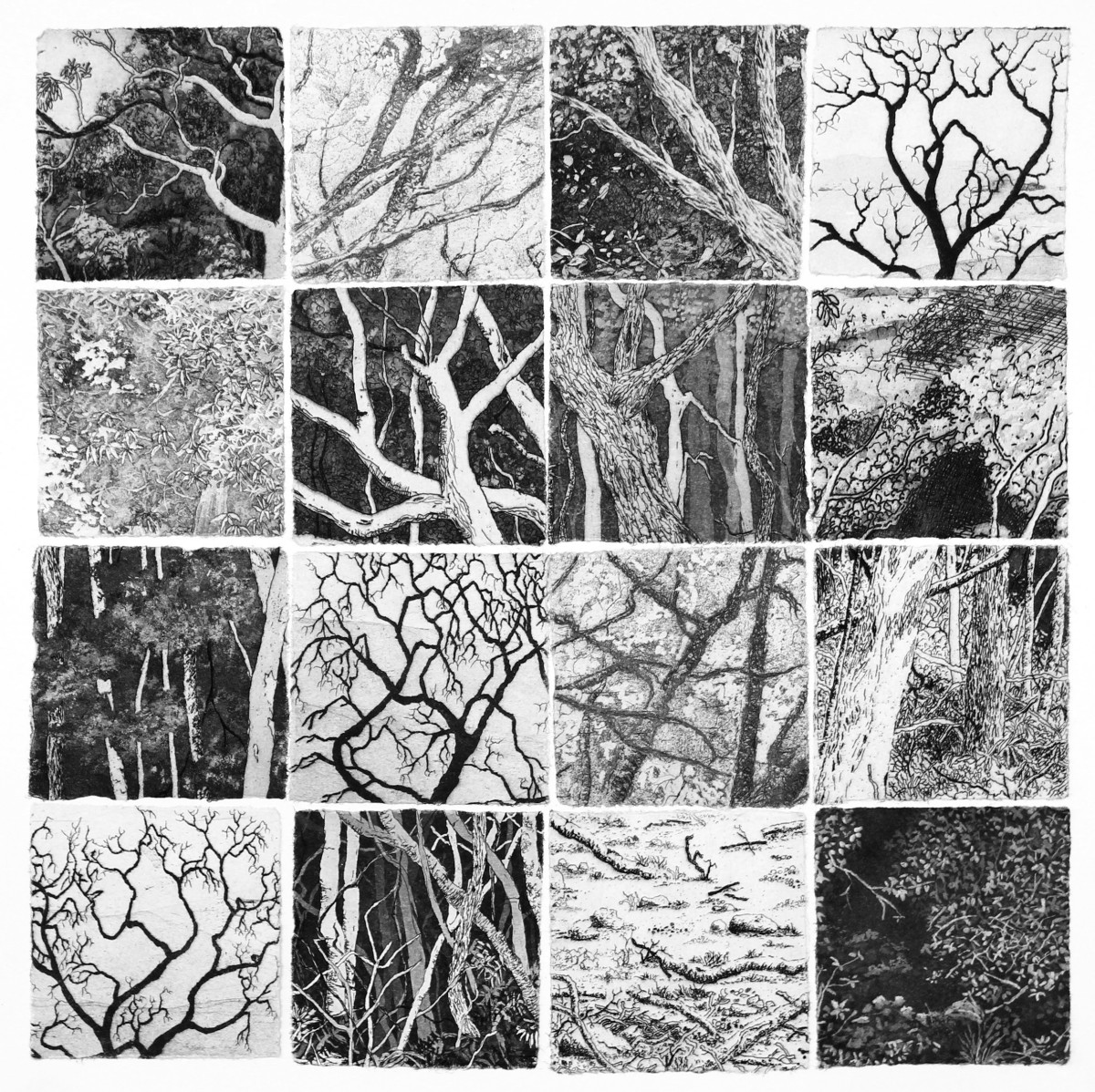 fenestella II by stephanie Jane Rampton 