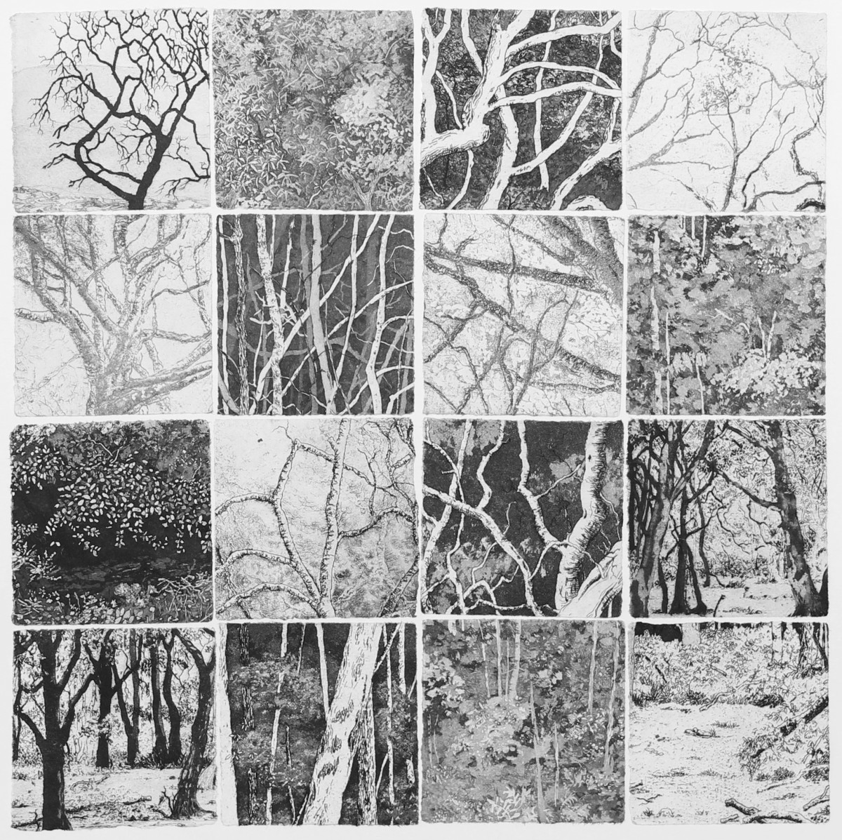 fenestella V by stephanie Jane Rampton 