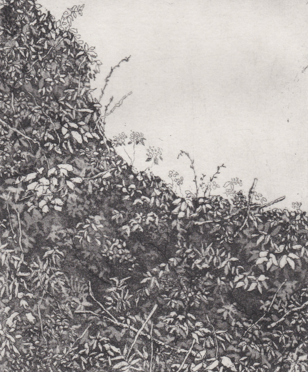 hedgerow by stephanie Jane Rampton 