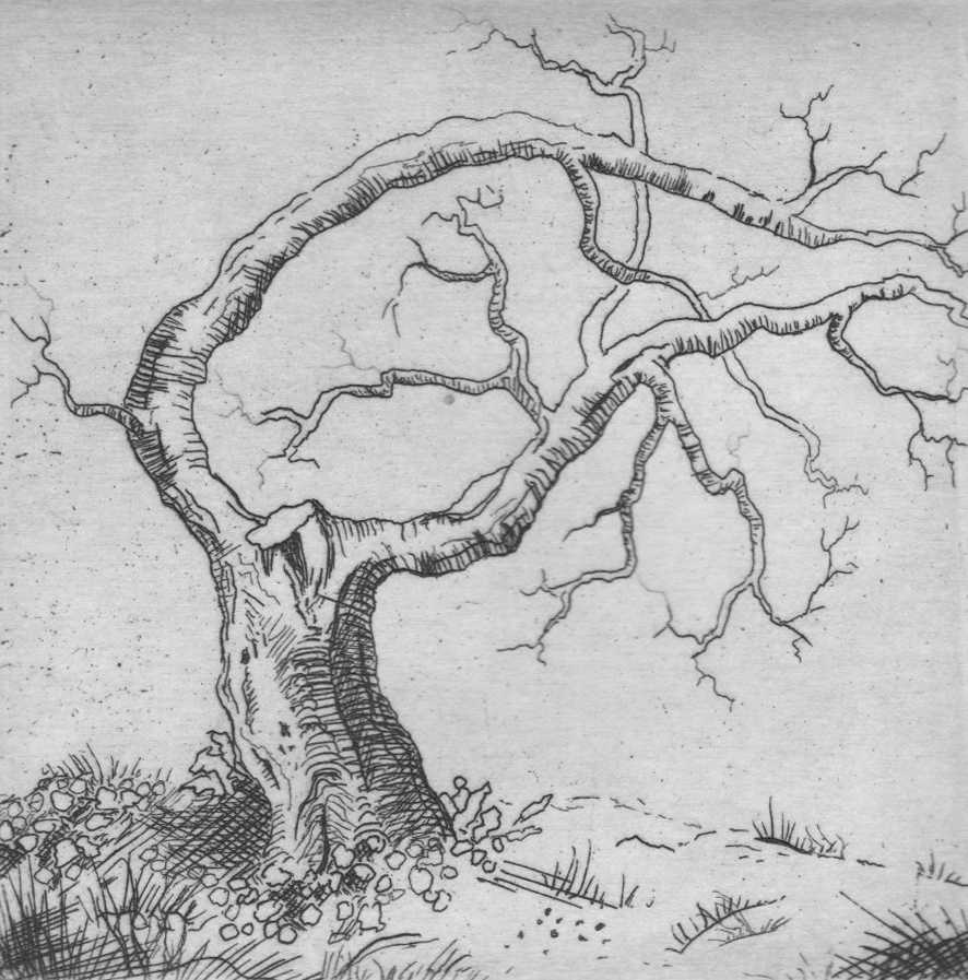lone tree by stephanie Jane Rampton, Image 1.