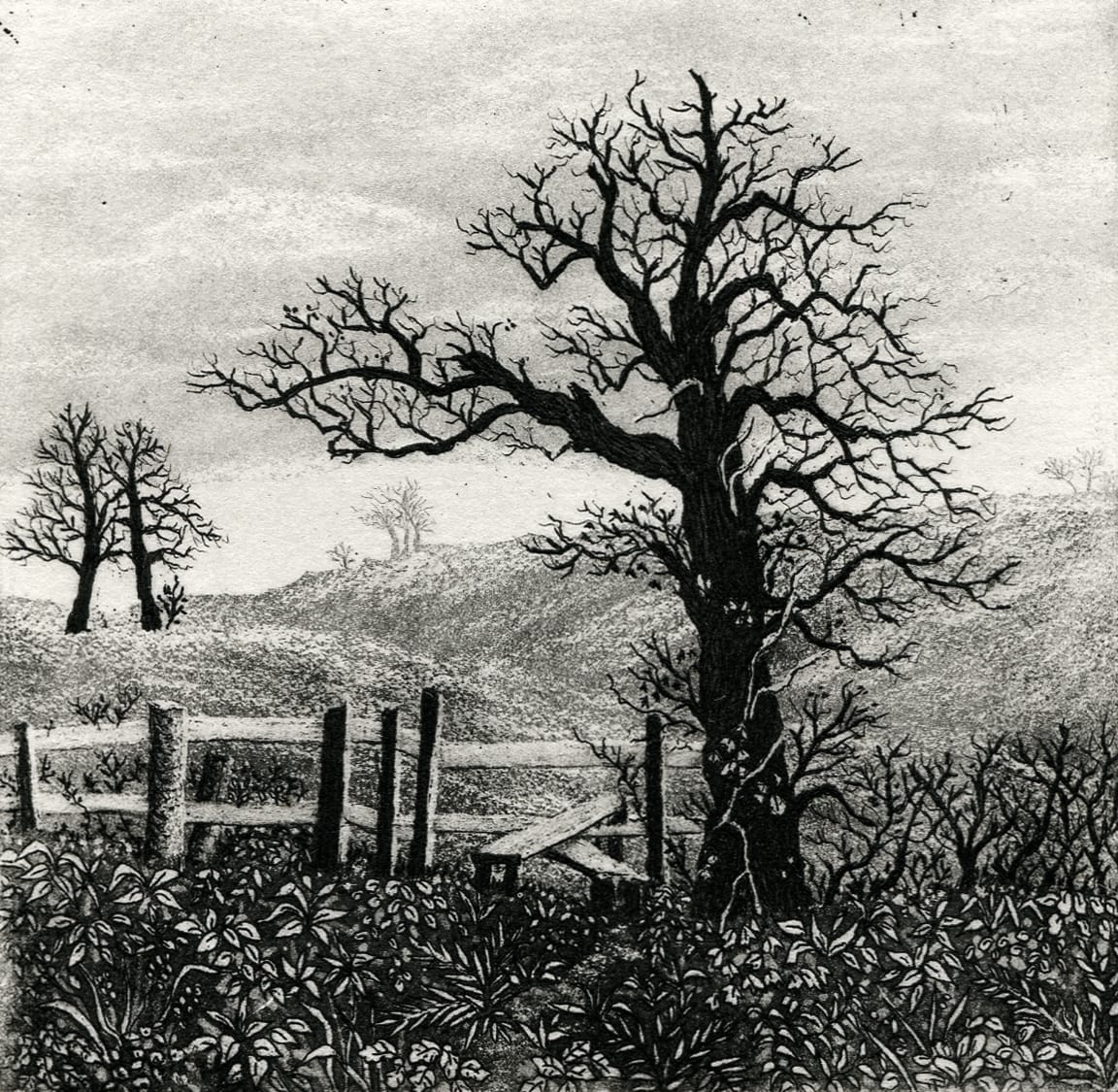 old tree and stile, Image 1.