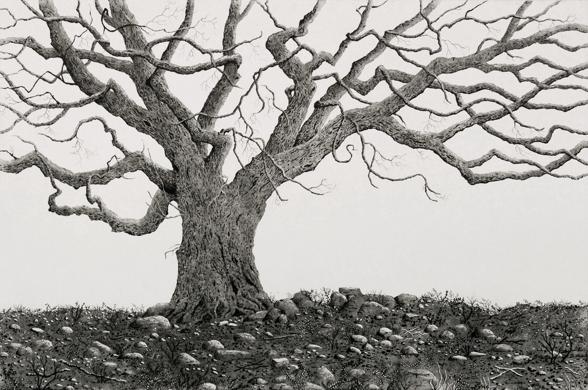 saint stephen's oak by stephanie Jane Rampton 