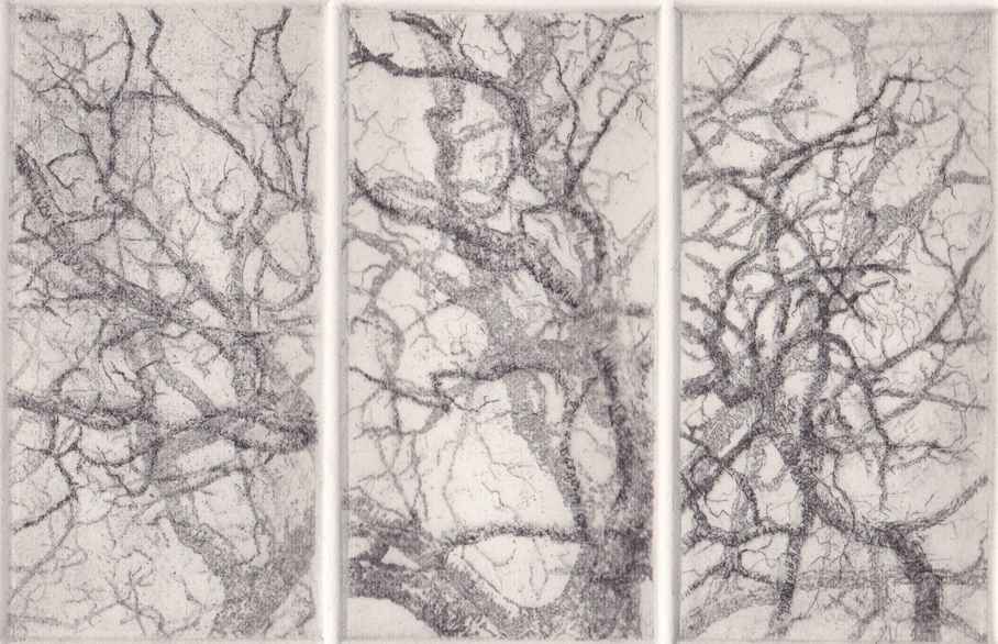 separation oak II by stephanie Jane Rampton, Image 1.