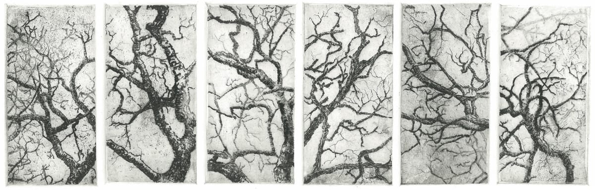 separation oak by stephanie Jane Rampton, Image 1.