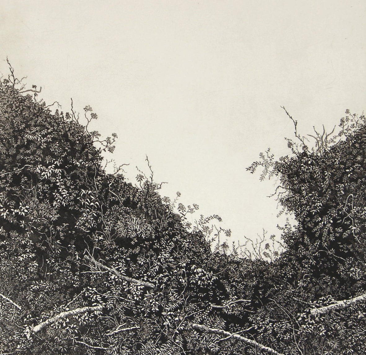 spurlings hedgerow by stephanie Jane Rampton, Image 1.