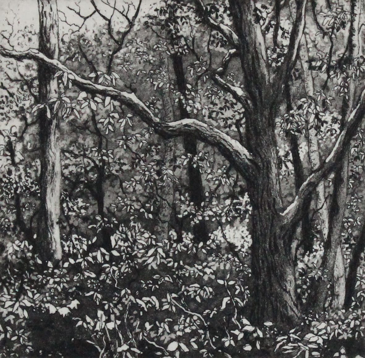 the dell II by stephanie Jane Rampton, Image 1.