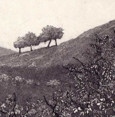 the four trees by stephanie Jane Rampton, Image 1.