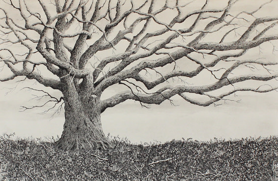 the oak on the barrow by stephanie Jane Rampton 